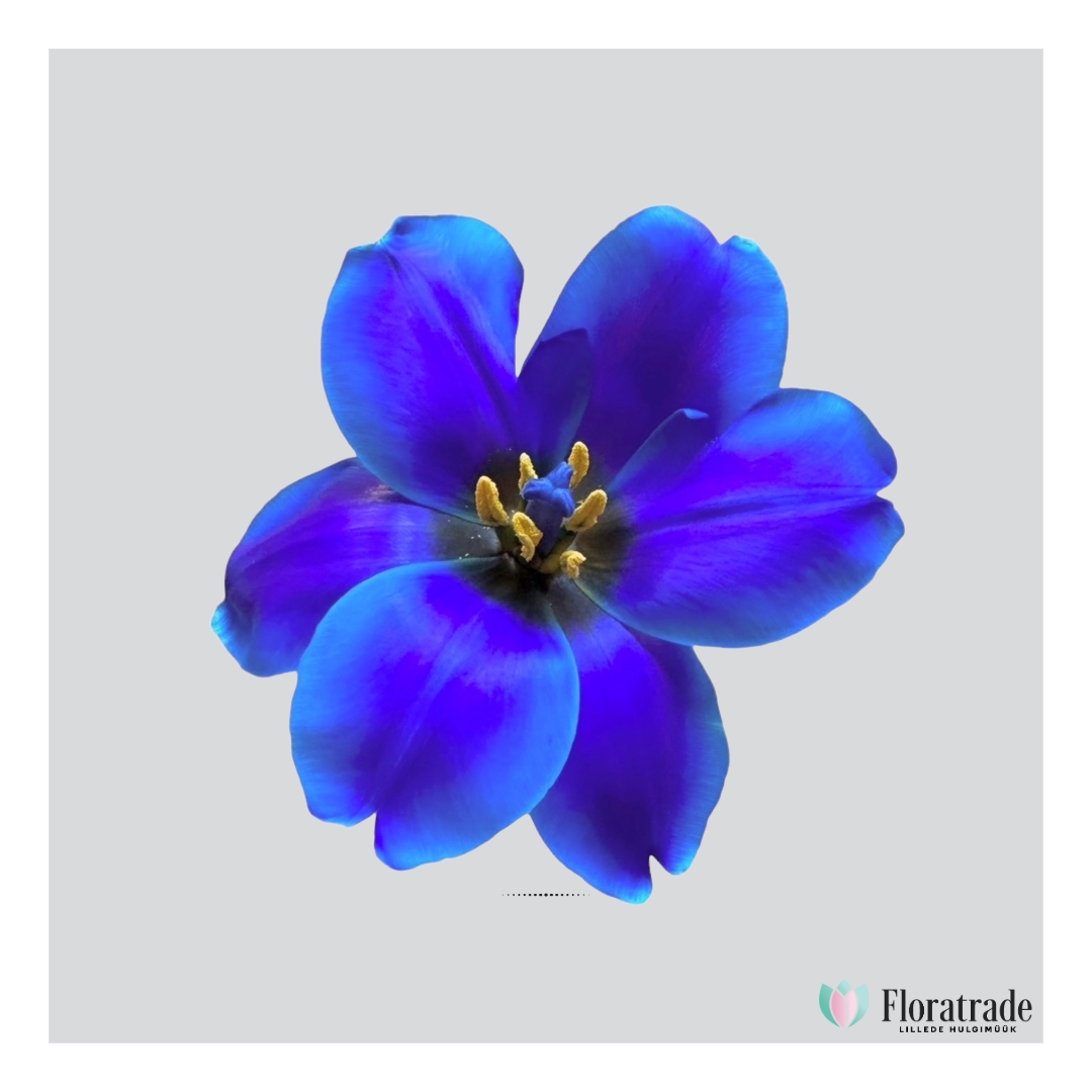 Tulp p Blue.png (571 KB)